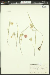 Calochortus coeruleus image