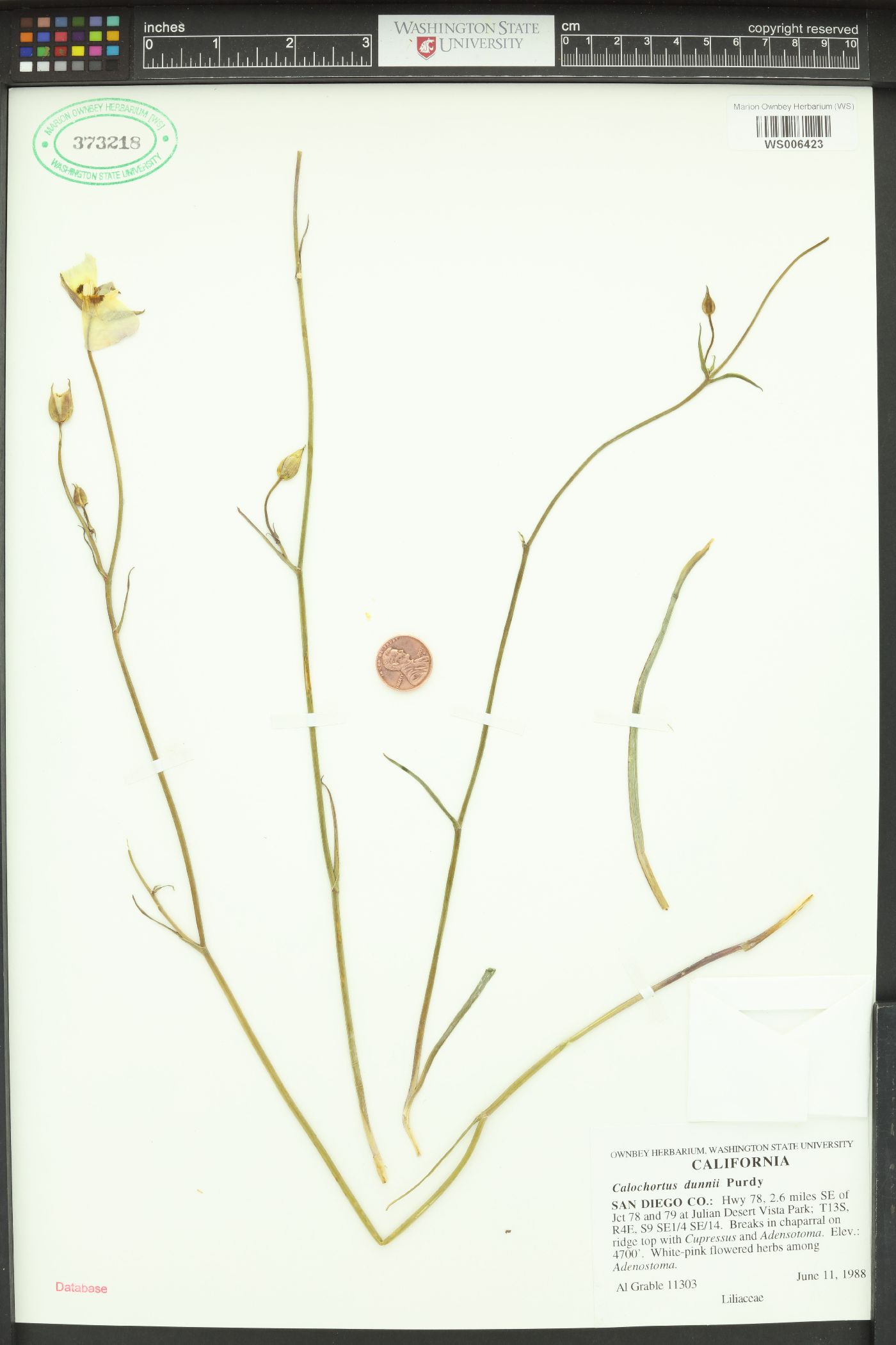 Calochortus dunnii image