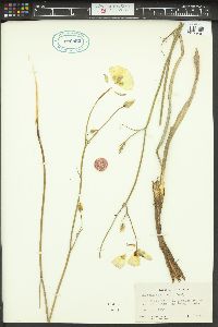 Calochortus dunnii image