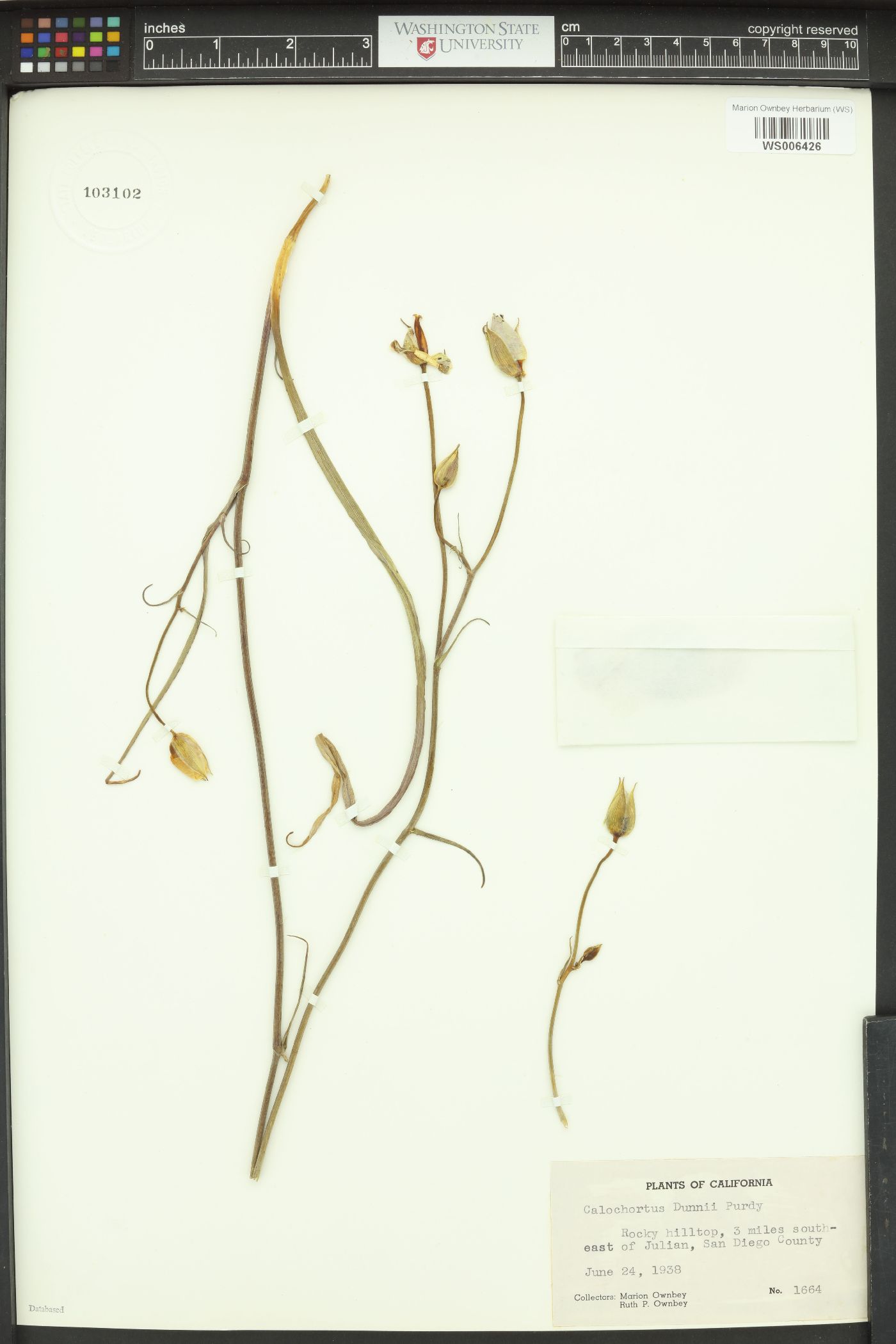 Calochortus dunnii image