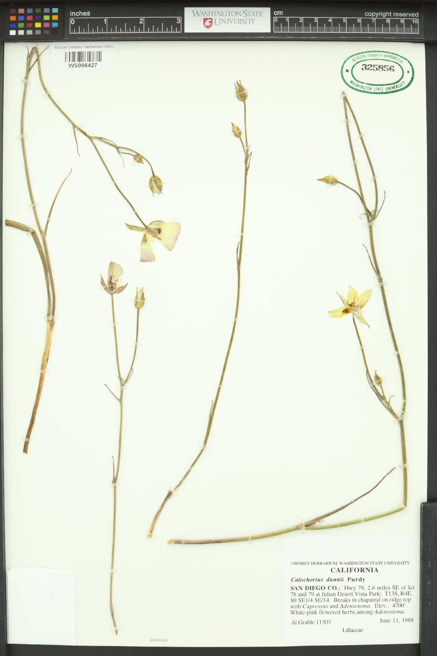 Calochortus dunnii image