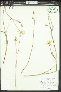 Calochortus dunnii image