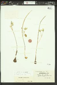 Calochortus elegans image