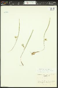 Calochortus elegans image