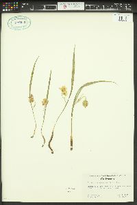 Calochortus coeruleus image