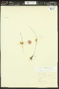 Calochortus elegans image