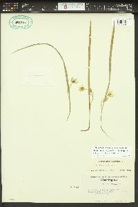 Calochortus elegans image