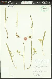 Calochortus elegans image