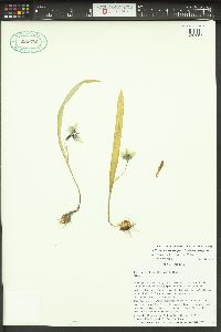 Calochortus elegans image