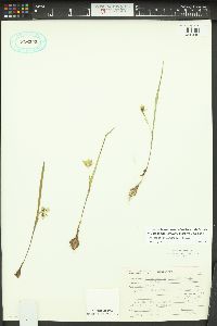 Calochortus elegans image