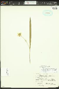 Calochortus elegans image