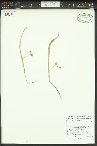 Calochortus elegans image