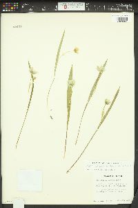 Calochortus elegans image