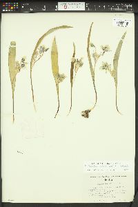 Calochortus elegans image