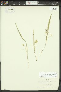 Calochortus elegans image