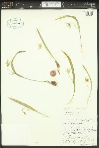 Calochortus elegans image