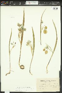 Calochortus elegans image