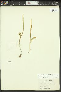 Calochortus elegans image