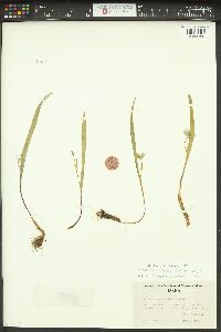 Calochortus elegans image