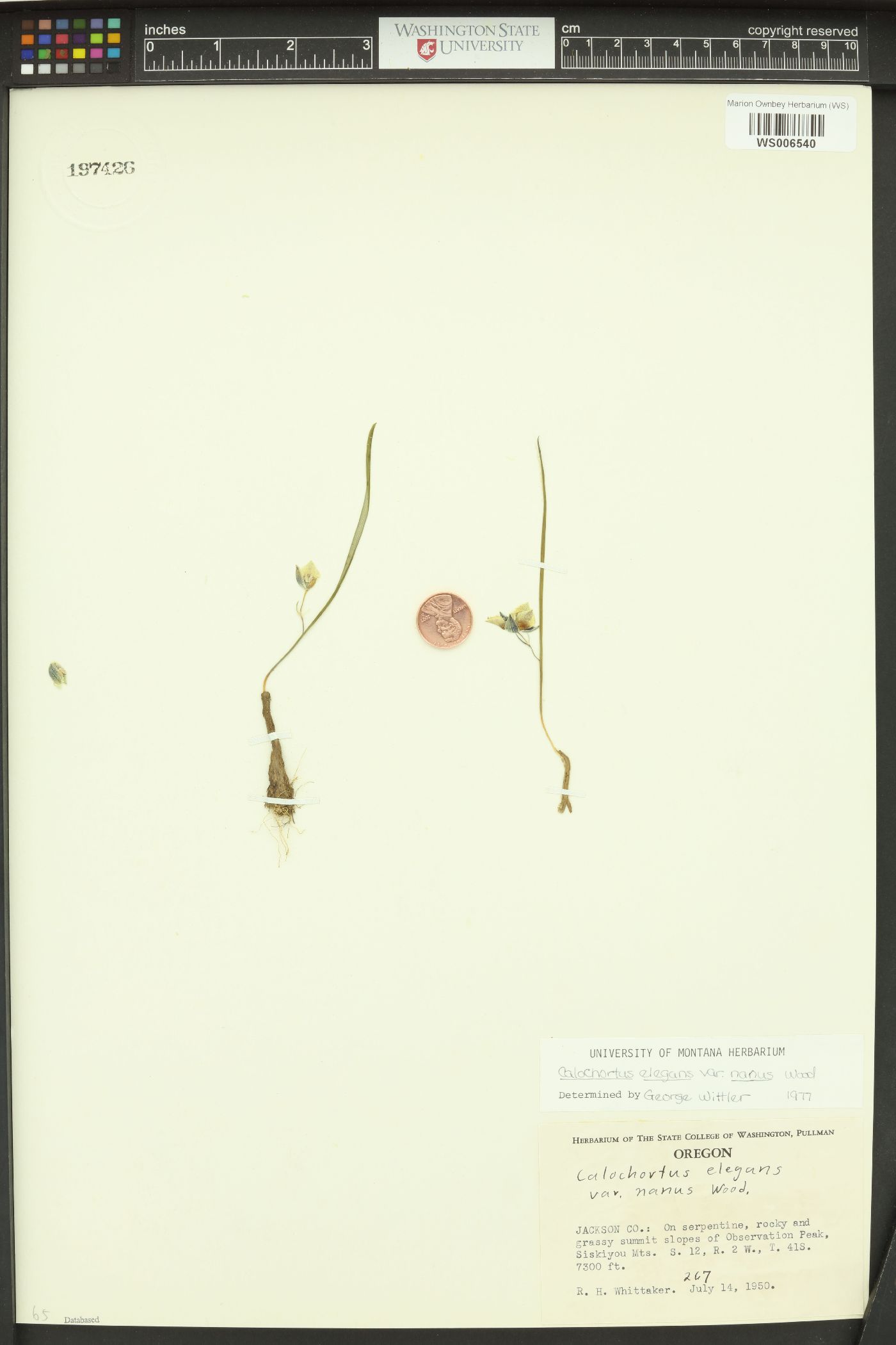 Calochortus elegans var. nanus image