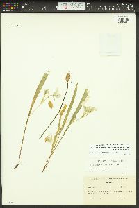 Calochortus elegans image