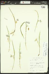 Calochortus elegans var. selwayensis image