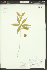 Medeola virginiana image