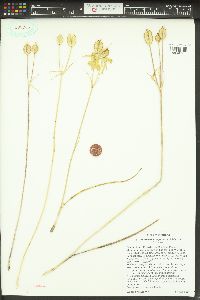 Calochortus eurycarpus image