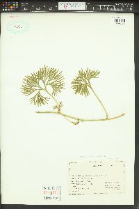 Diphasiastrum complanatum image