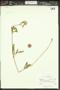 Mirabilis linearis image