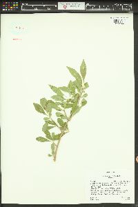 Forestiera pubescens image