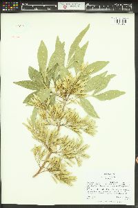 Fraxinus velutina image