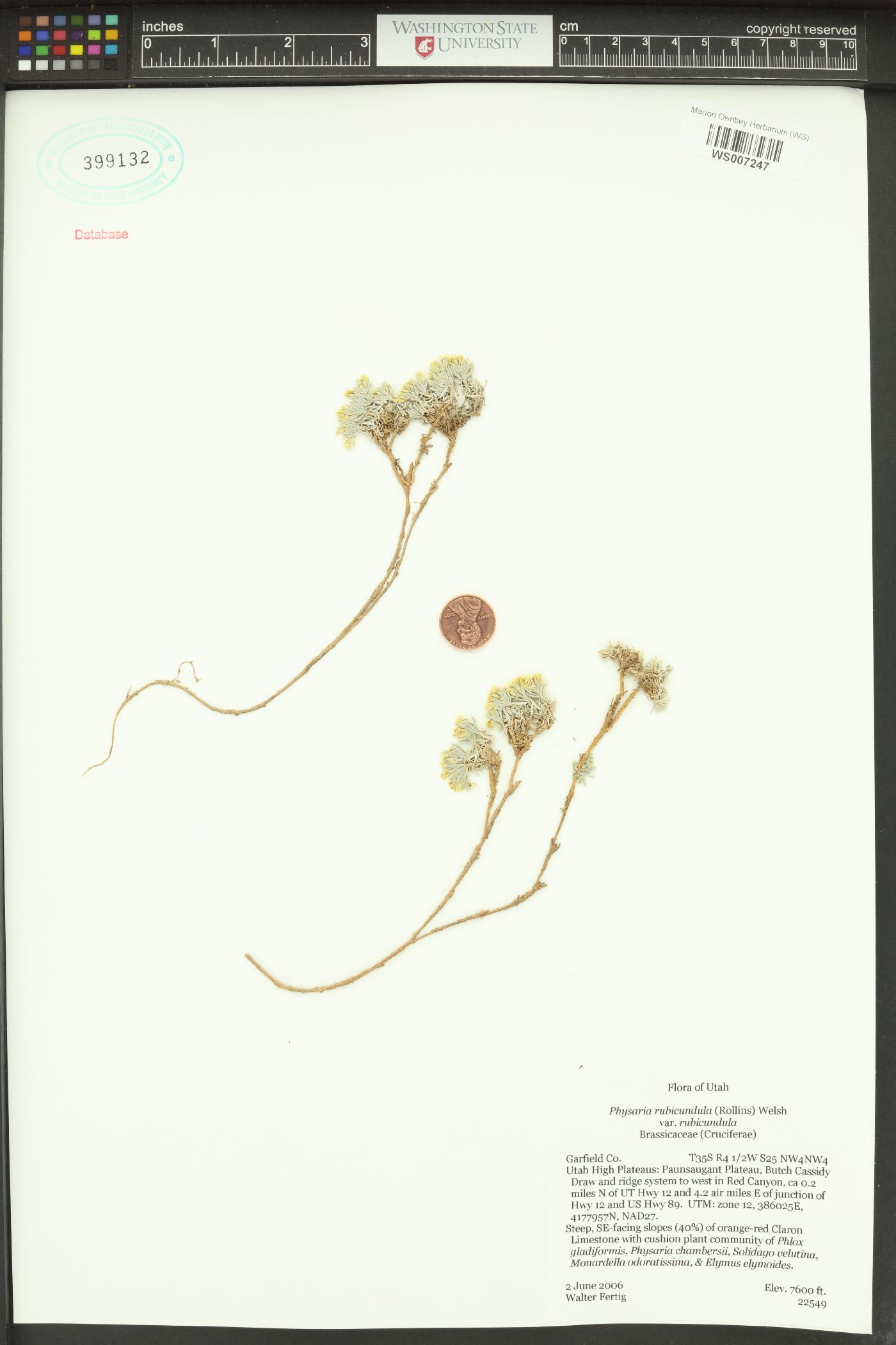 Physaria rubicundula image