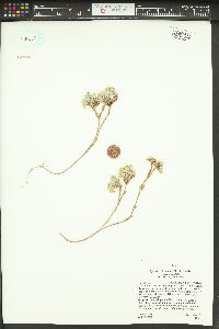 Physaria rubicundula var. rubicundula image