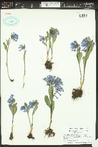 Mertensia longiflora image