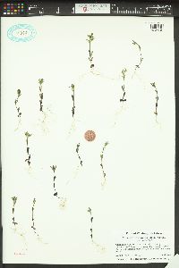 Phlox gracilis image