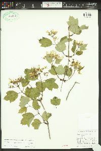 Viburnum trilobum image