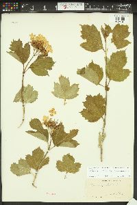 Viburnum trilobum image