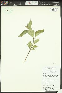 Cornus sericea subsp. sericea image