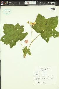 Rubus parviflorus image