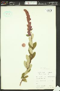 Spiraea douglasii var. douglasii image