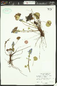 Synthyris missurica subsp. stellata image