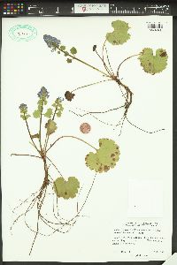 Synthyris missurica subsp. stellata image