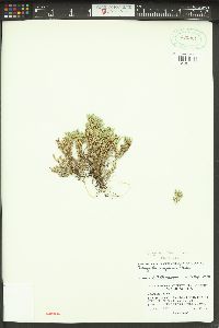 Selaginella wallacei image