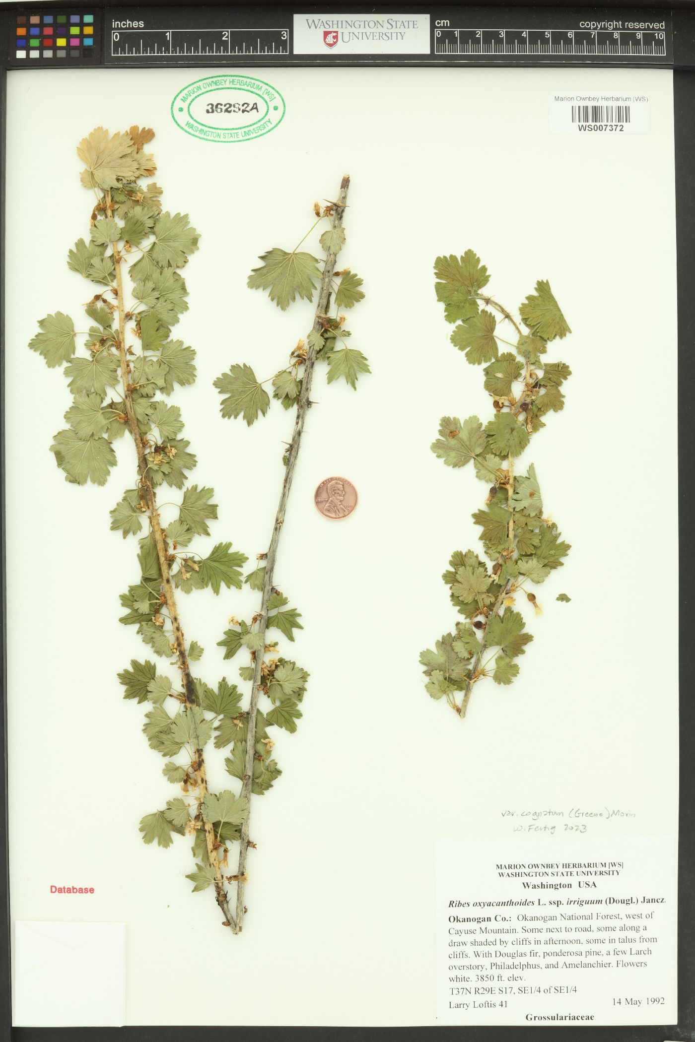 Ribes oxyacanthoides var. cognatum image