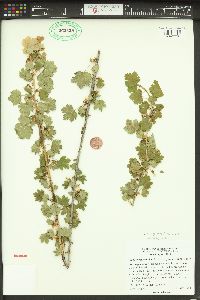 Ribes oxyacanthoides image