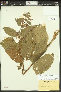 Stachys cooleyae image