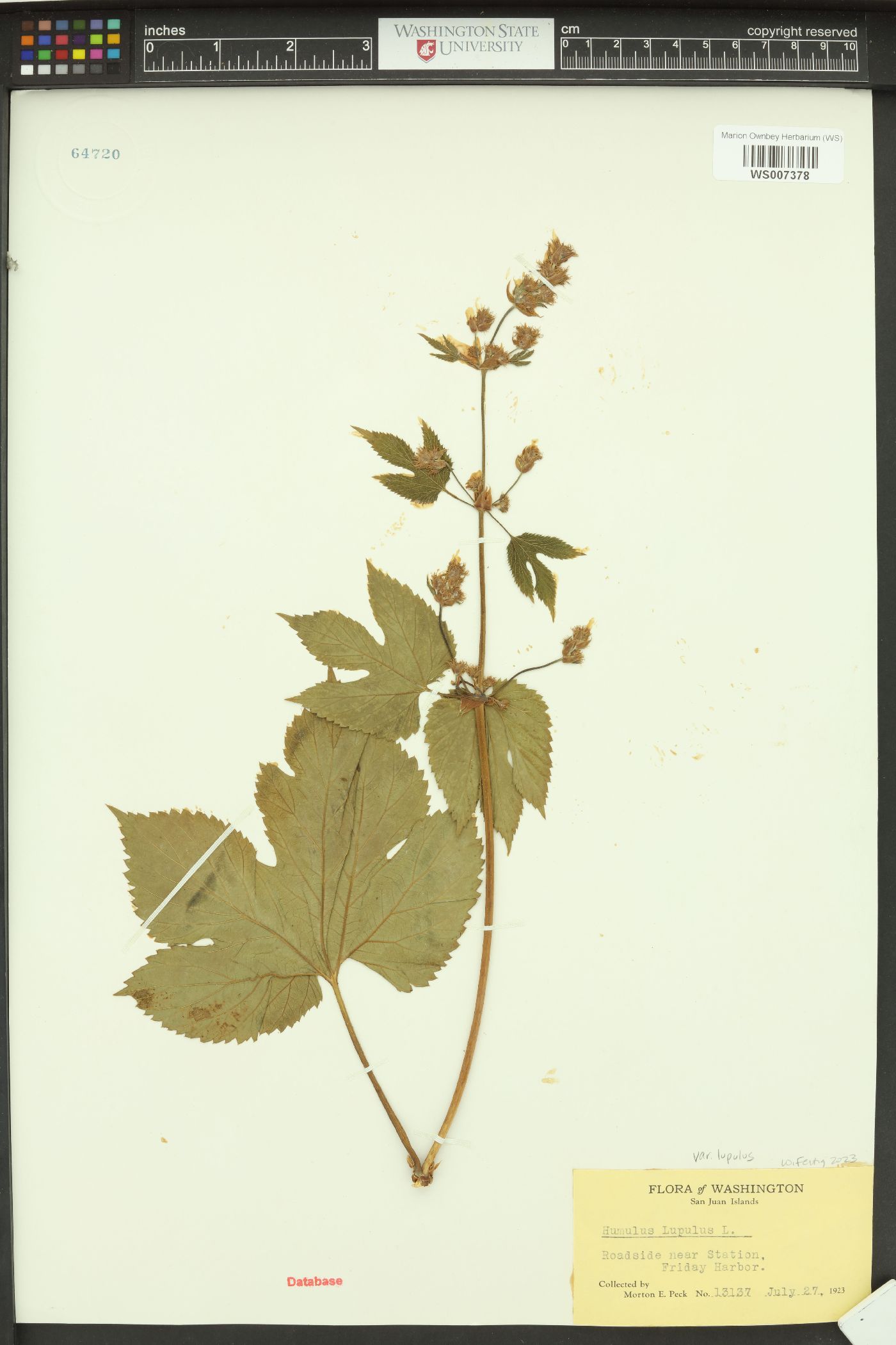 Humulus lupulus var. lupulus image