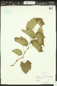 Vitis riparia image