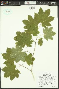 Acer circinatum image